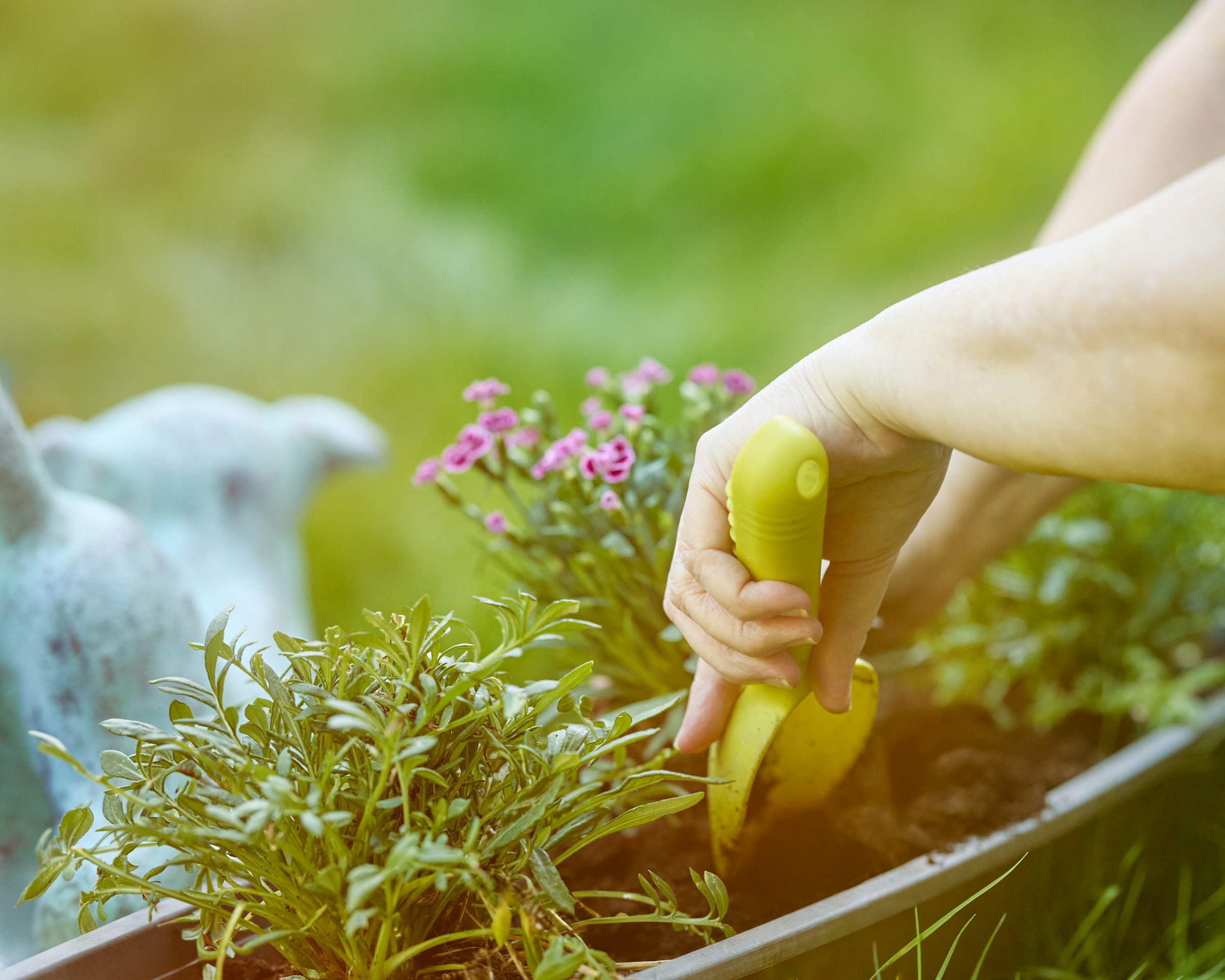 Planting and seasonal care
