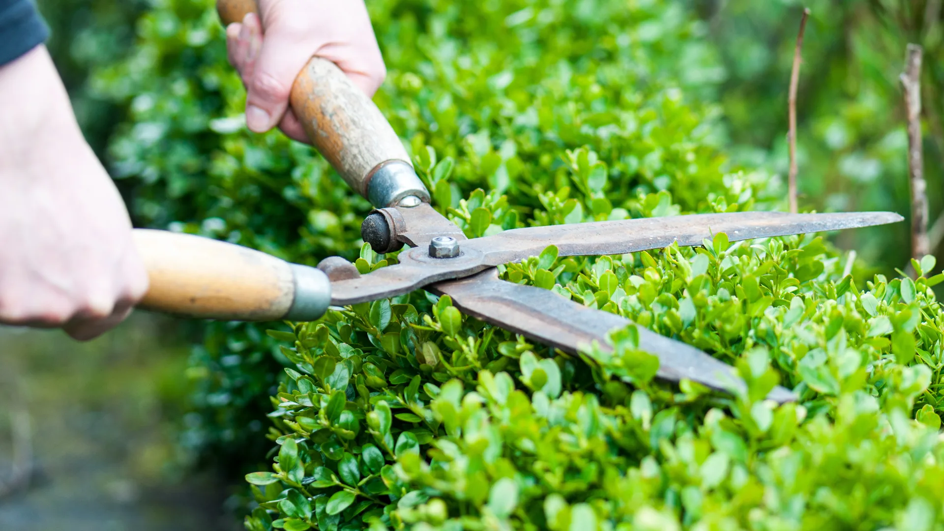 Neatly trimmed hedges by Sean's Lawns Cornwall