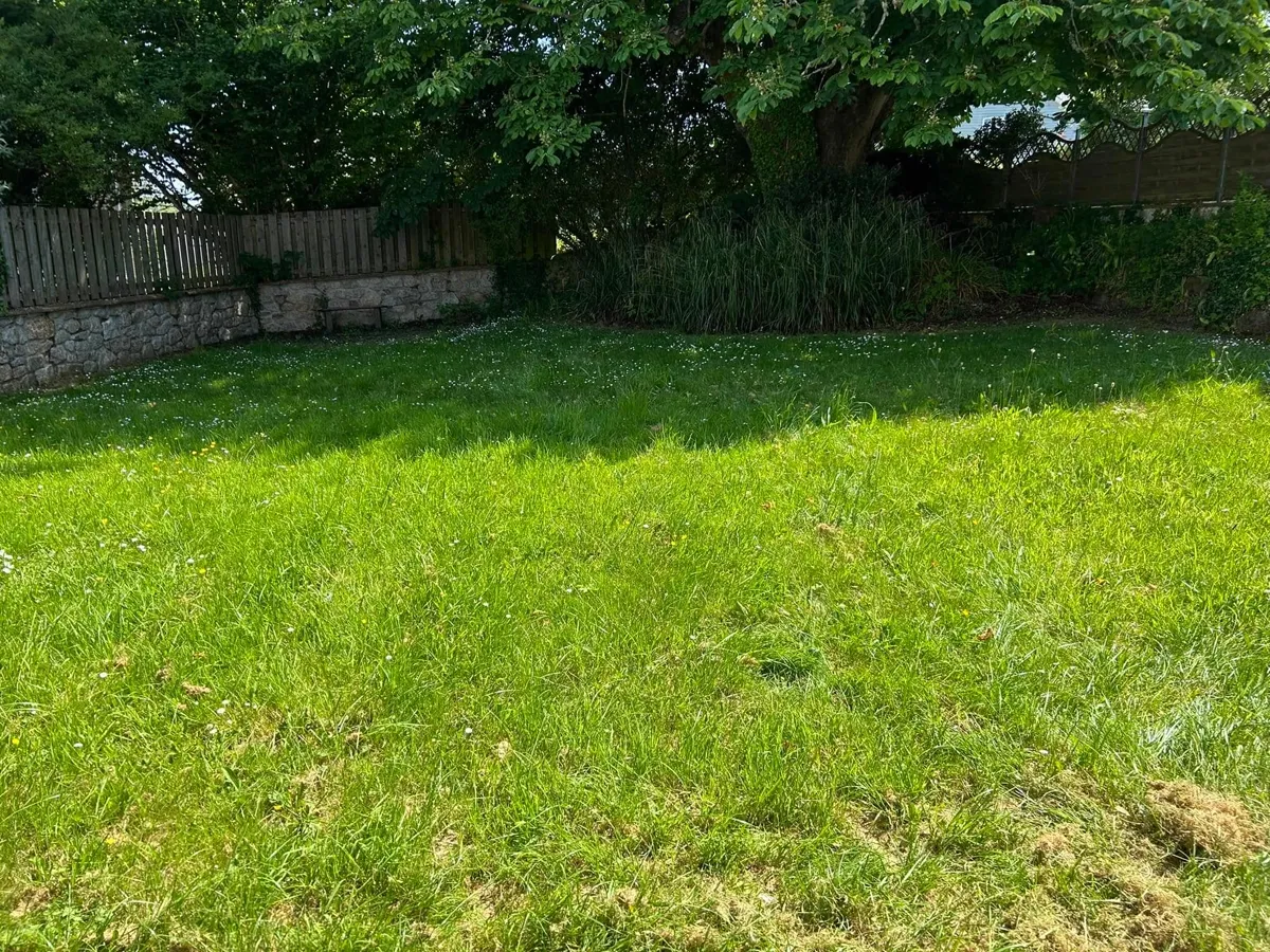 Neglected garden before clearance