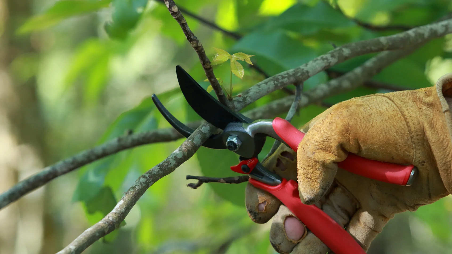 Pruning service in Newquay Cornwall