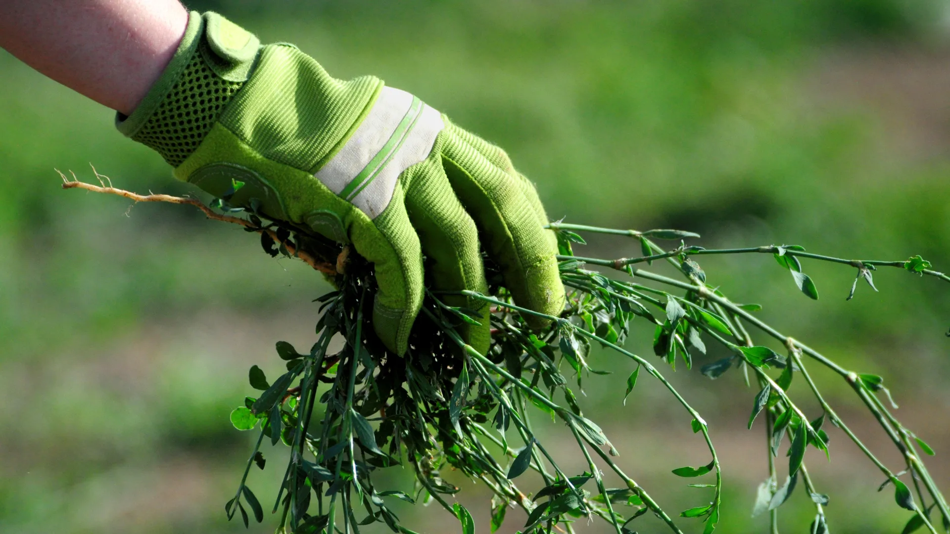 Weeding service in Newquay Cornwall